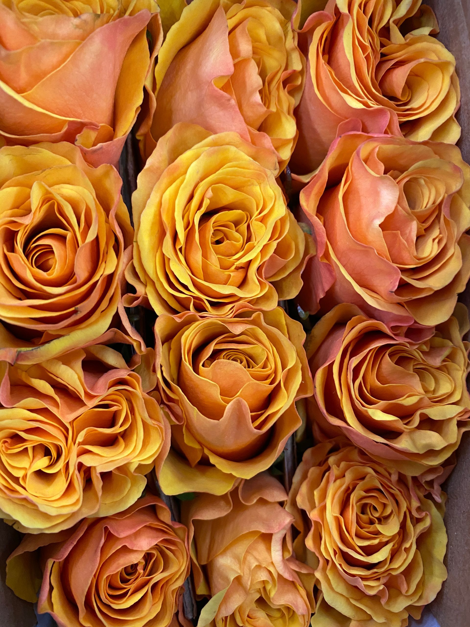 Yellow ecuadorian roses, Bloom My House, DIY flowers 