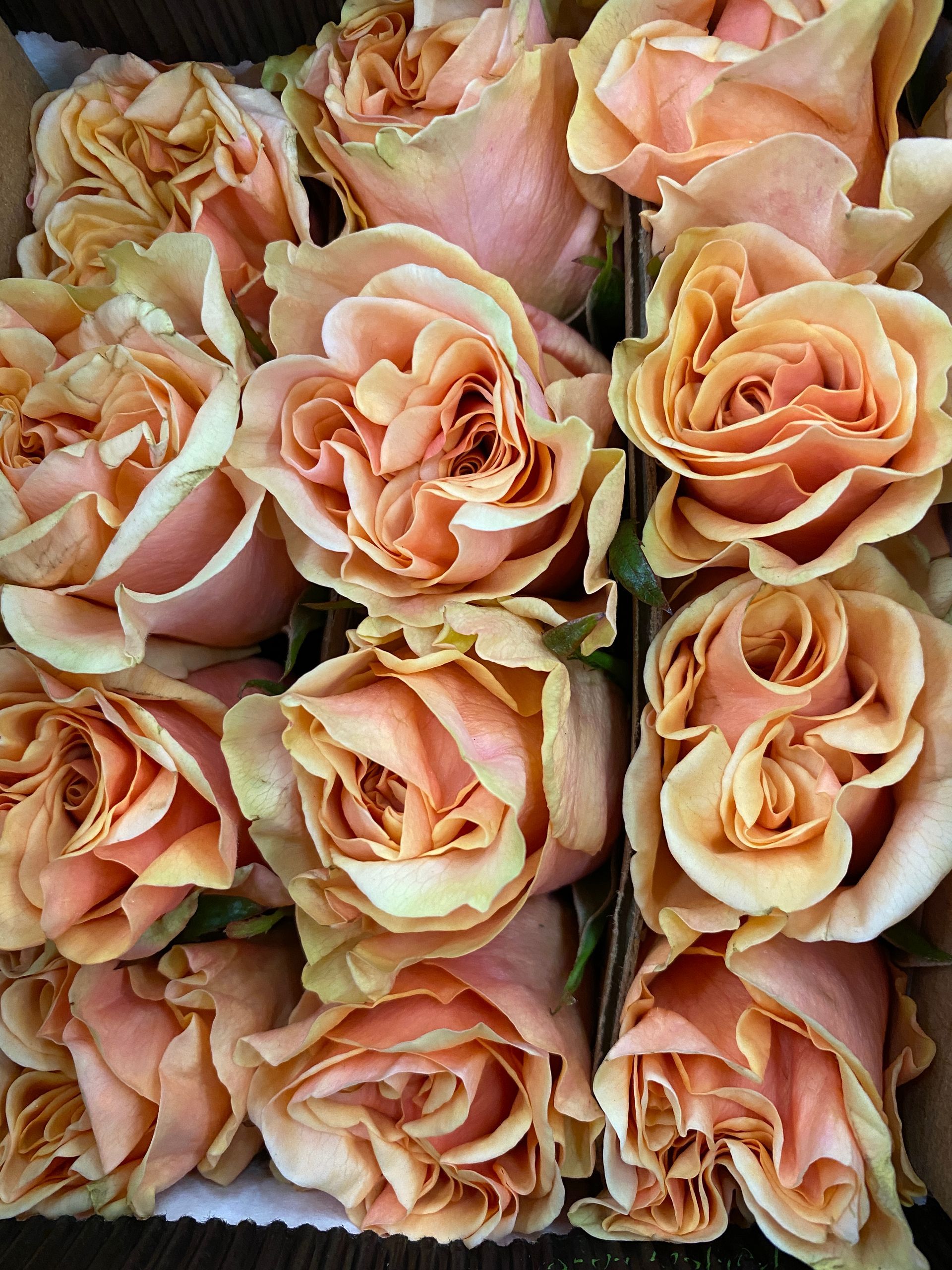 Peach ecuadorian roses, Bloom My House, DIY flowers