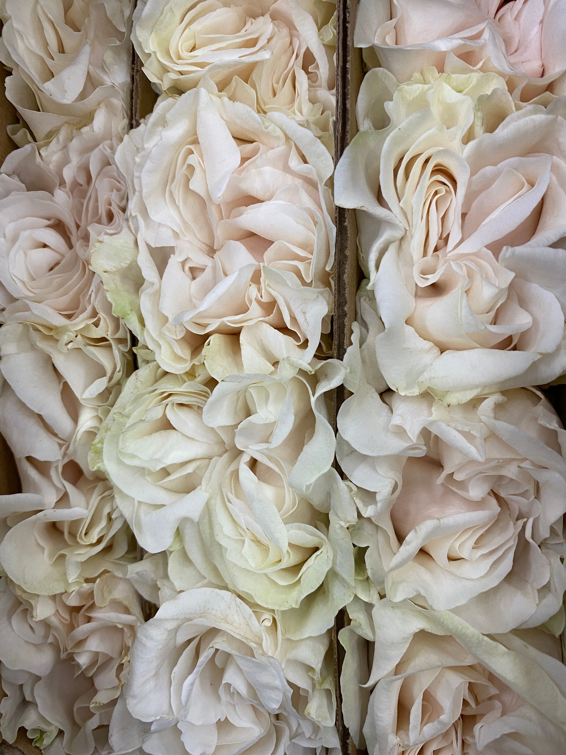 blush w=ecuadorian roses, Bloom My House, DIY flowers 