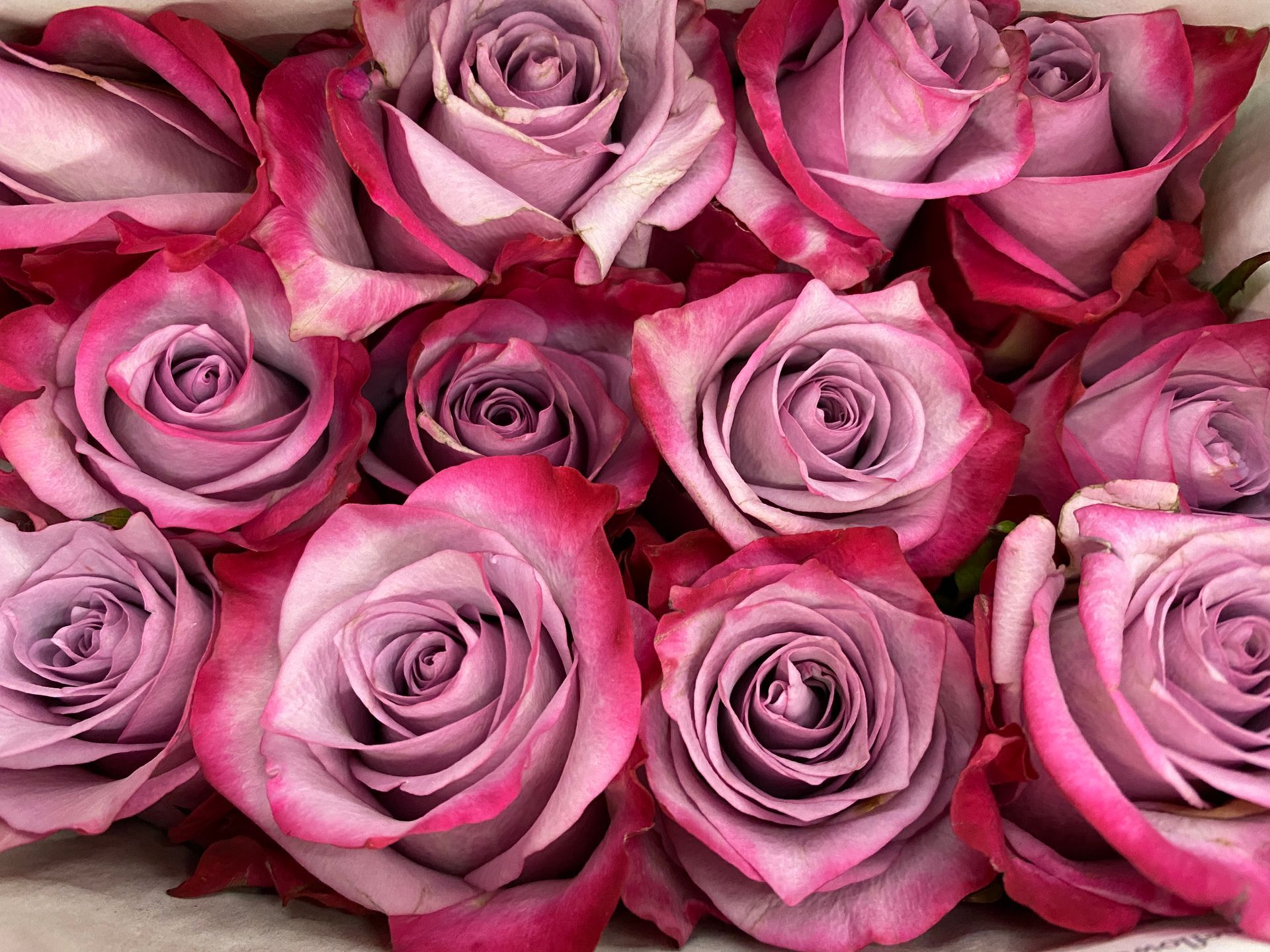 lavender Ecuadorian roses, Bloom My House, DIY flowers