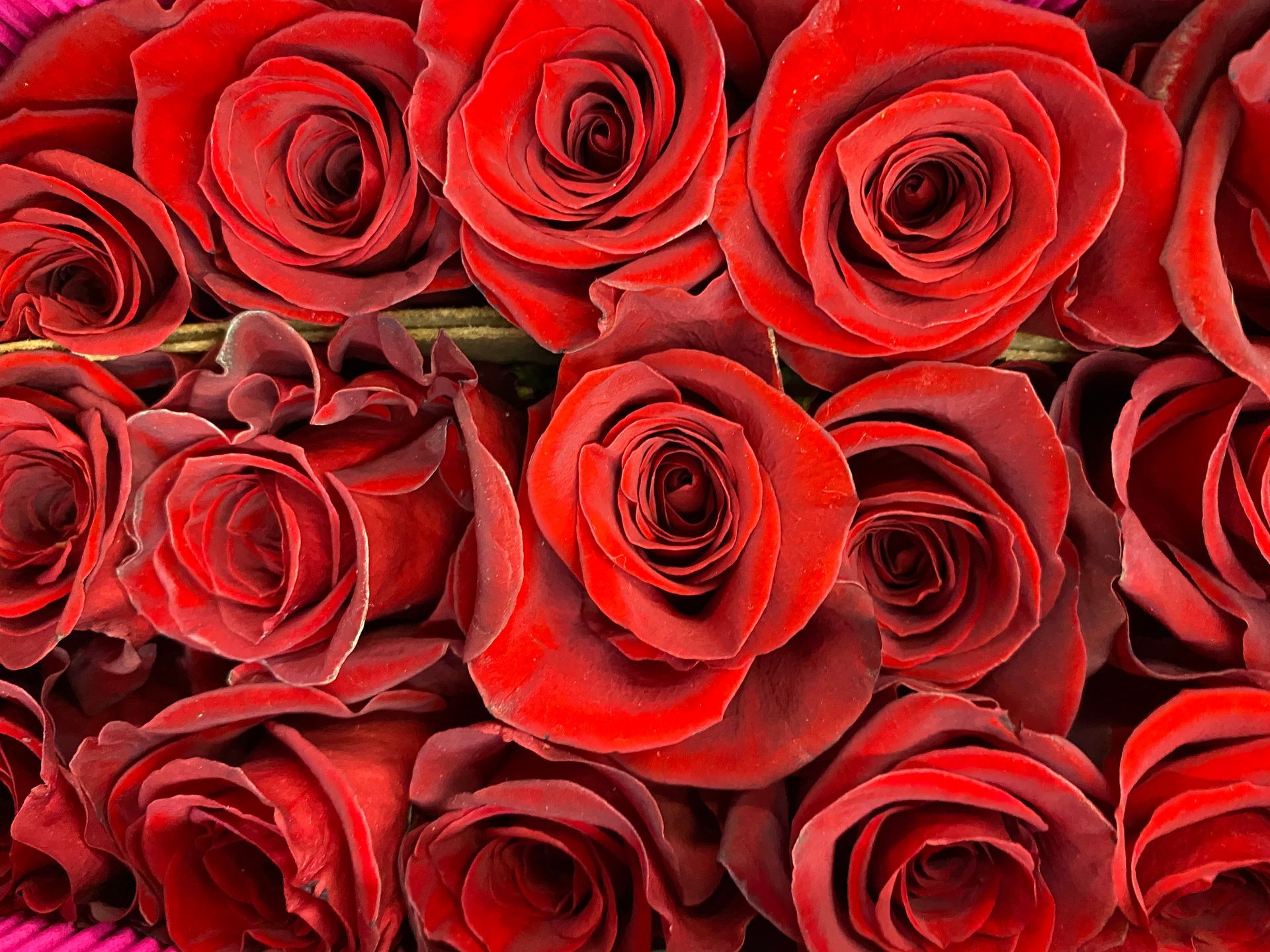 red ecuadorian roses, Bloom My House, DIY flowers