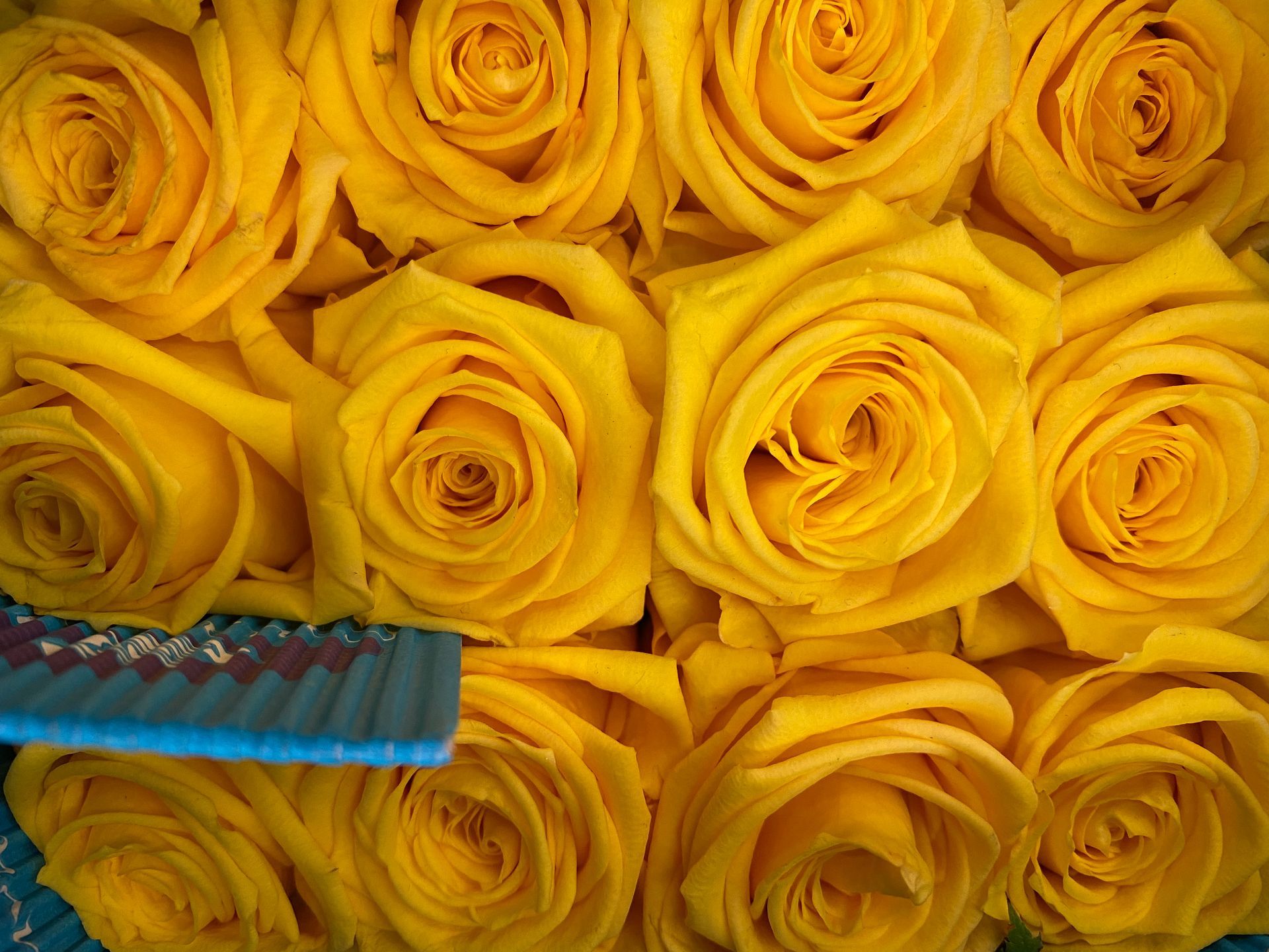 yellow ecuadorian roses, Bloom My House, DIY flowers