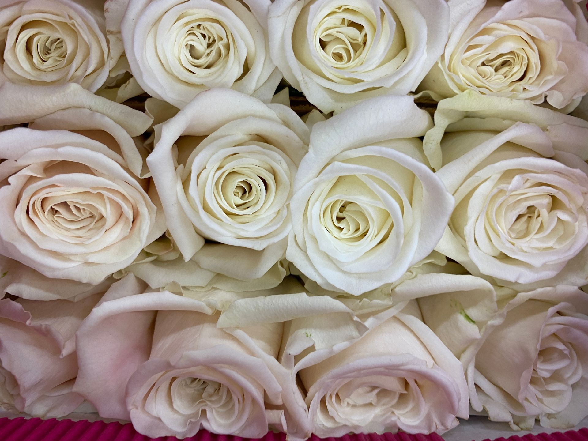 white ecuadorian roses, Bloom My House, DIY flowers