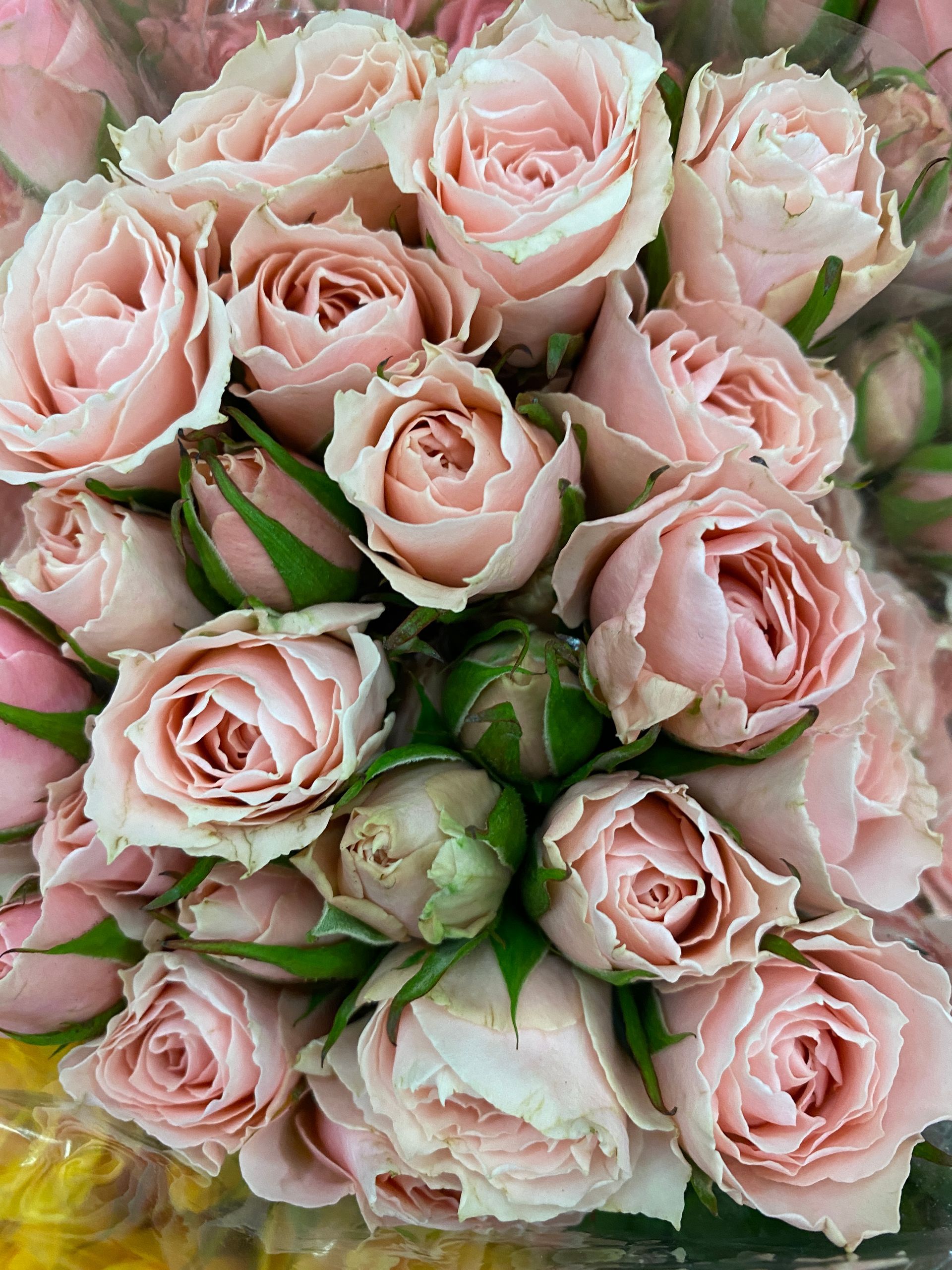 pink ecuadorian spray roses, Bloom My House , DIY flowers