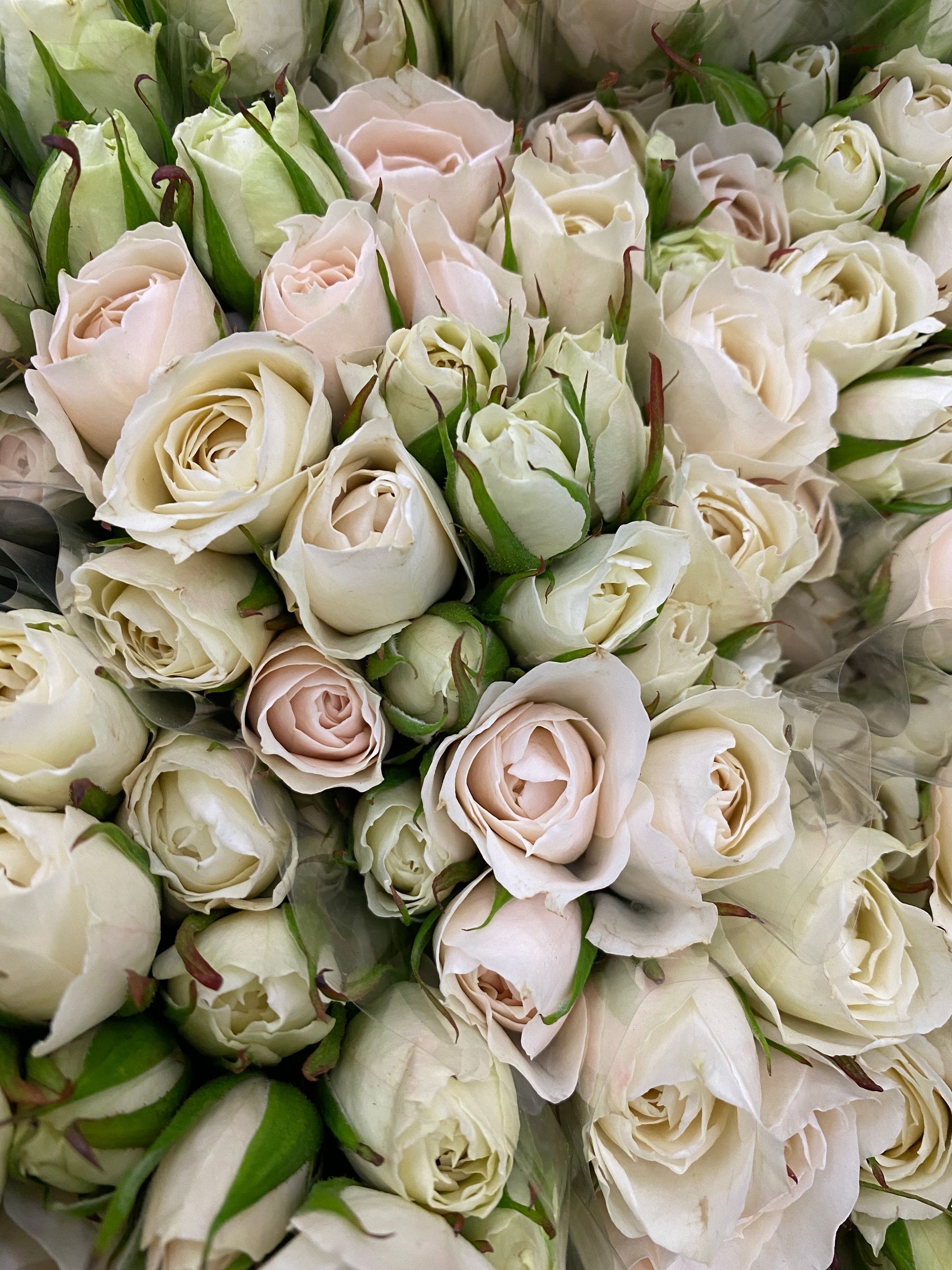 blush ecuadorian spray roses, Bloom My House , DIY flowers