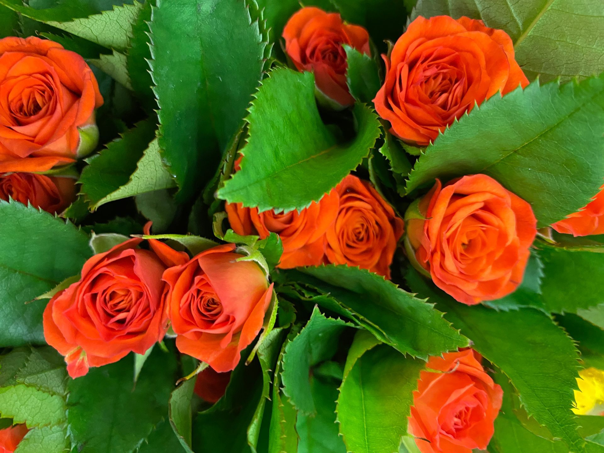 orange ecuadorian spray roses, Bloom My House, DIY flowers
