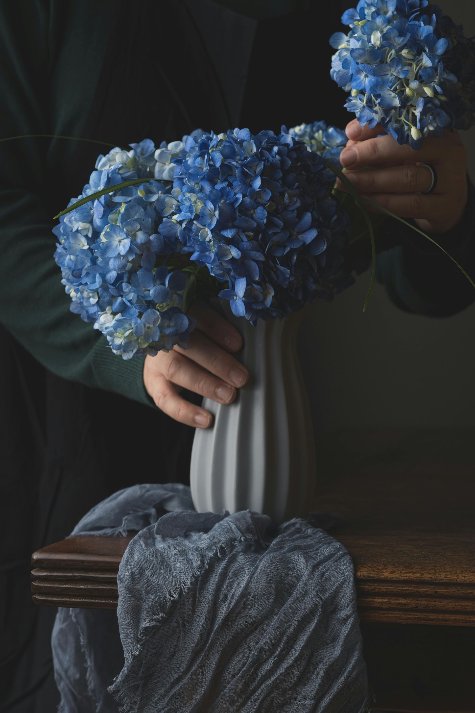 Blue Hydrangea direct from farm