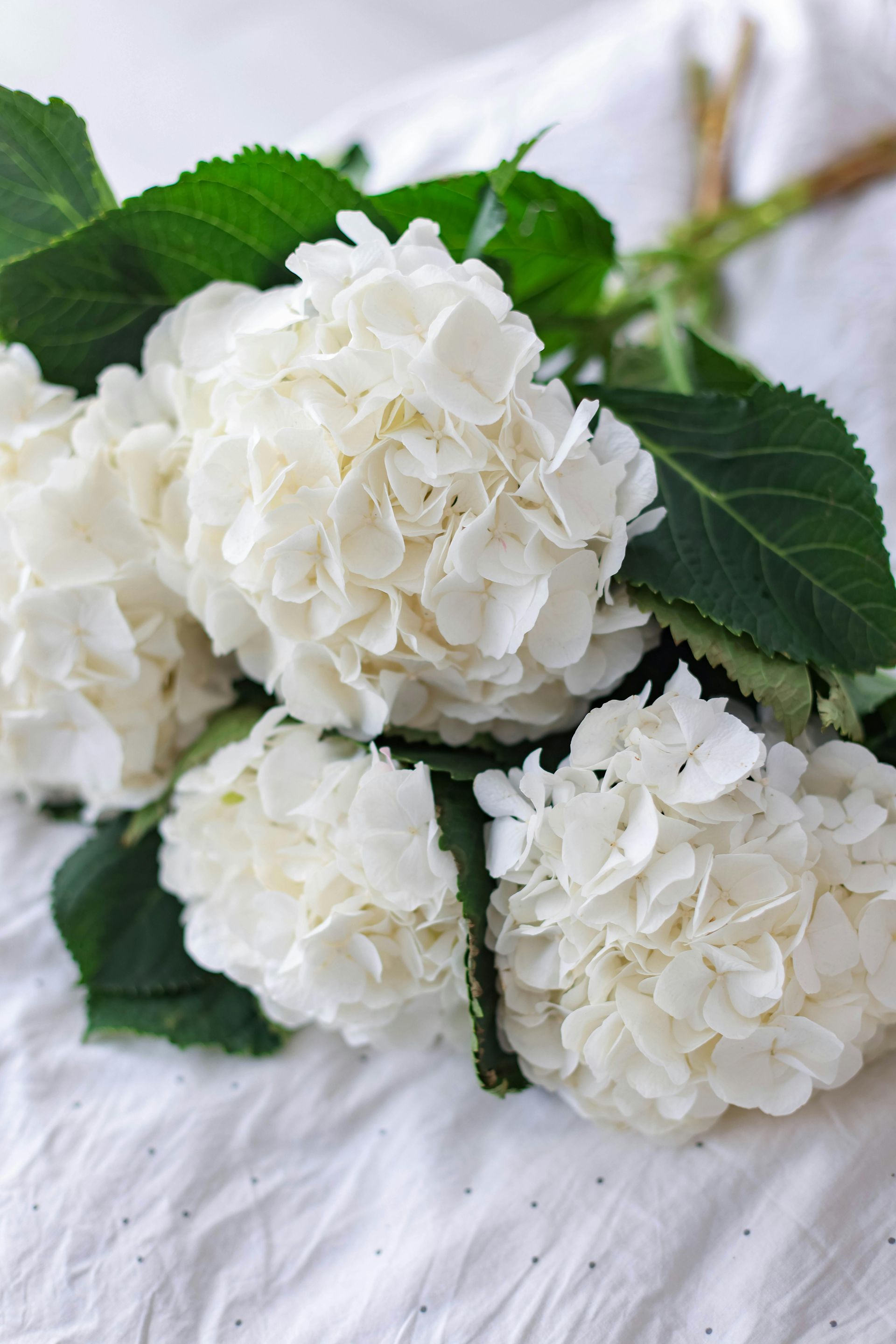 White hydrangea direct from farm