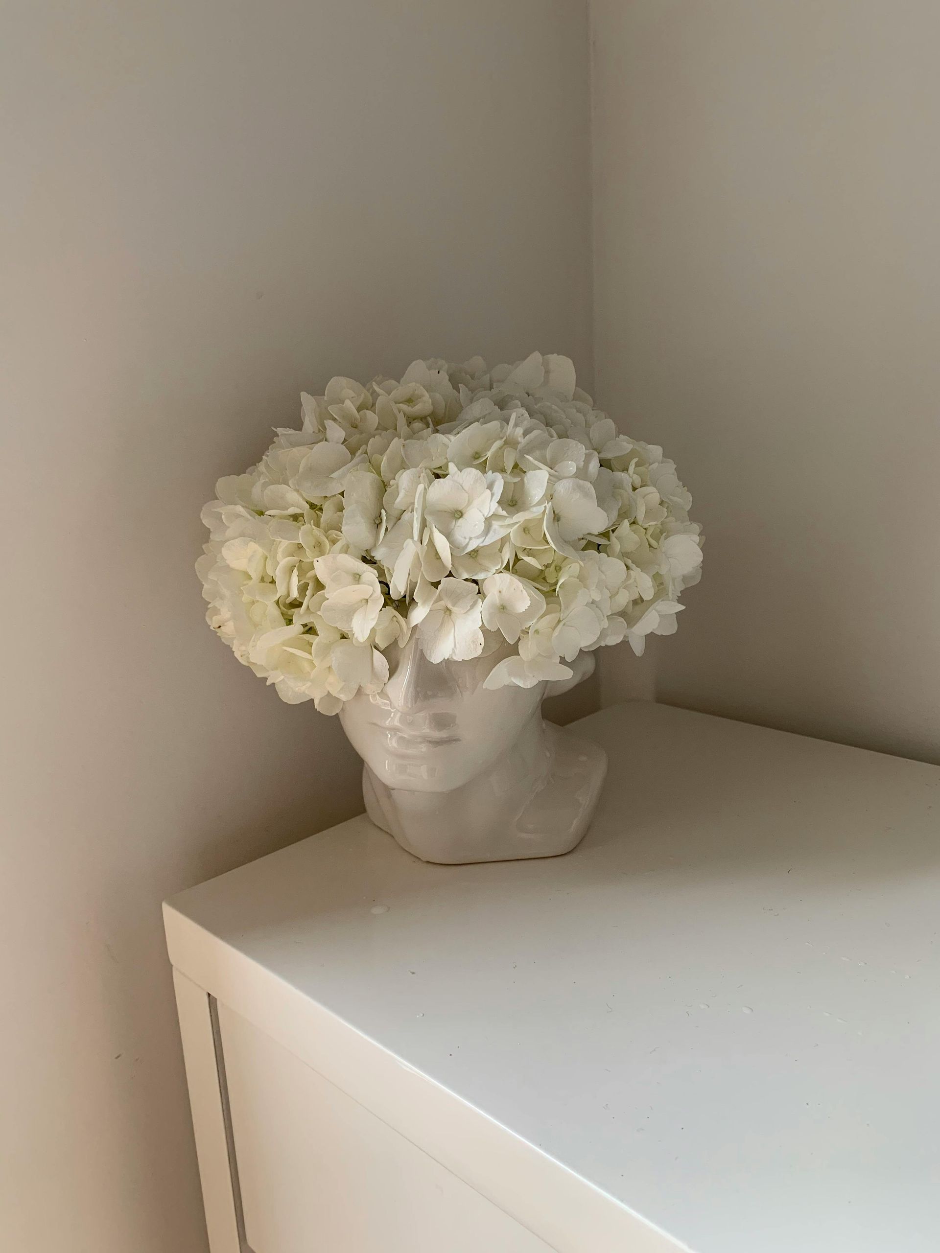 White Hydrangea direct from farm