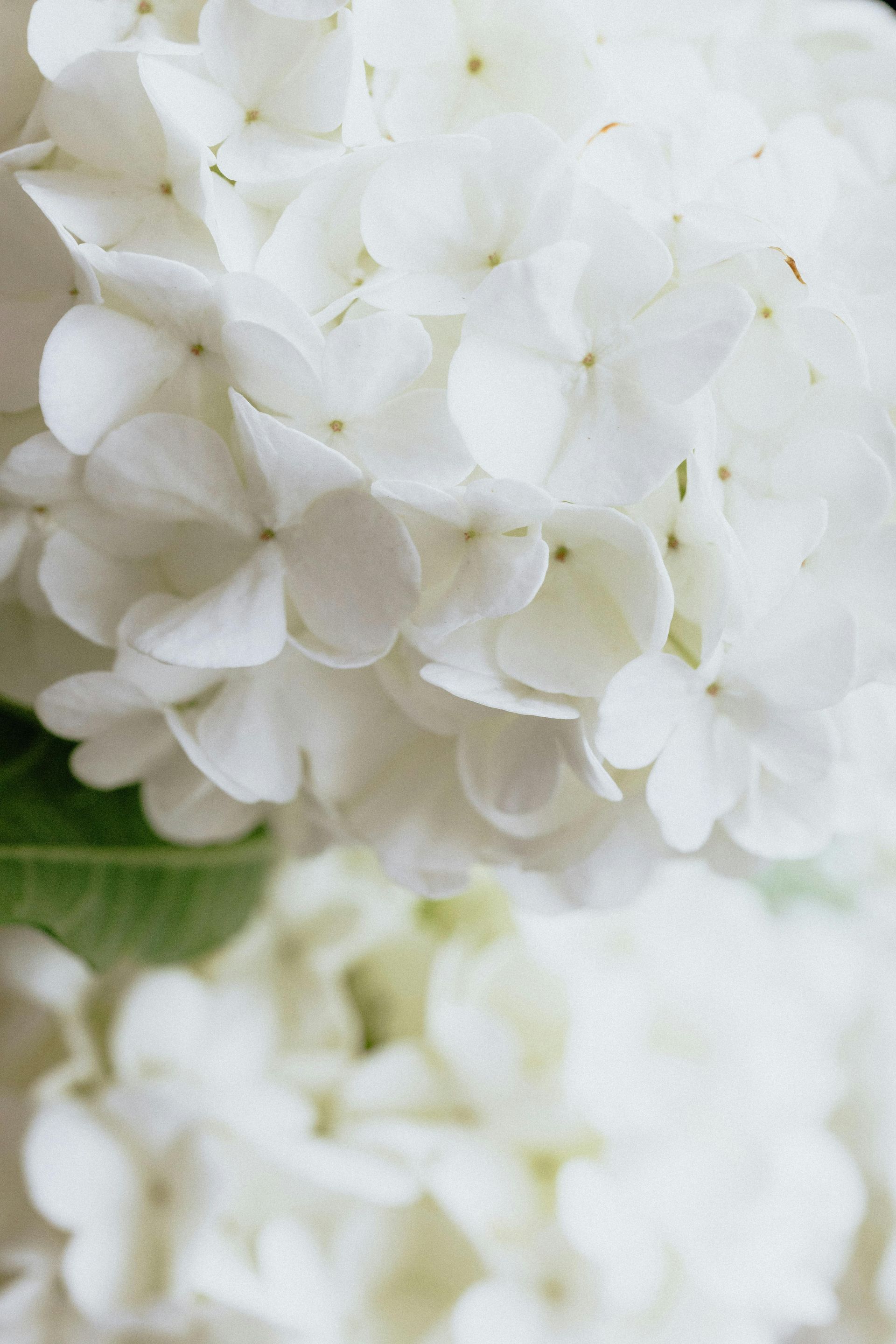 White Hydrangea direct from farm