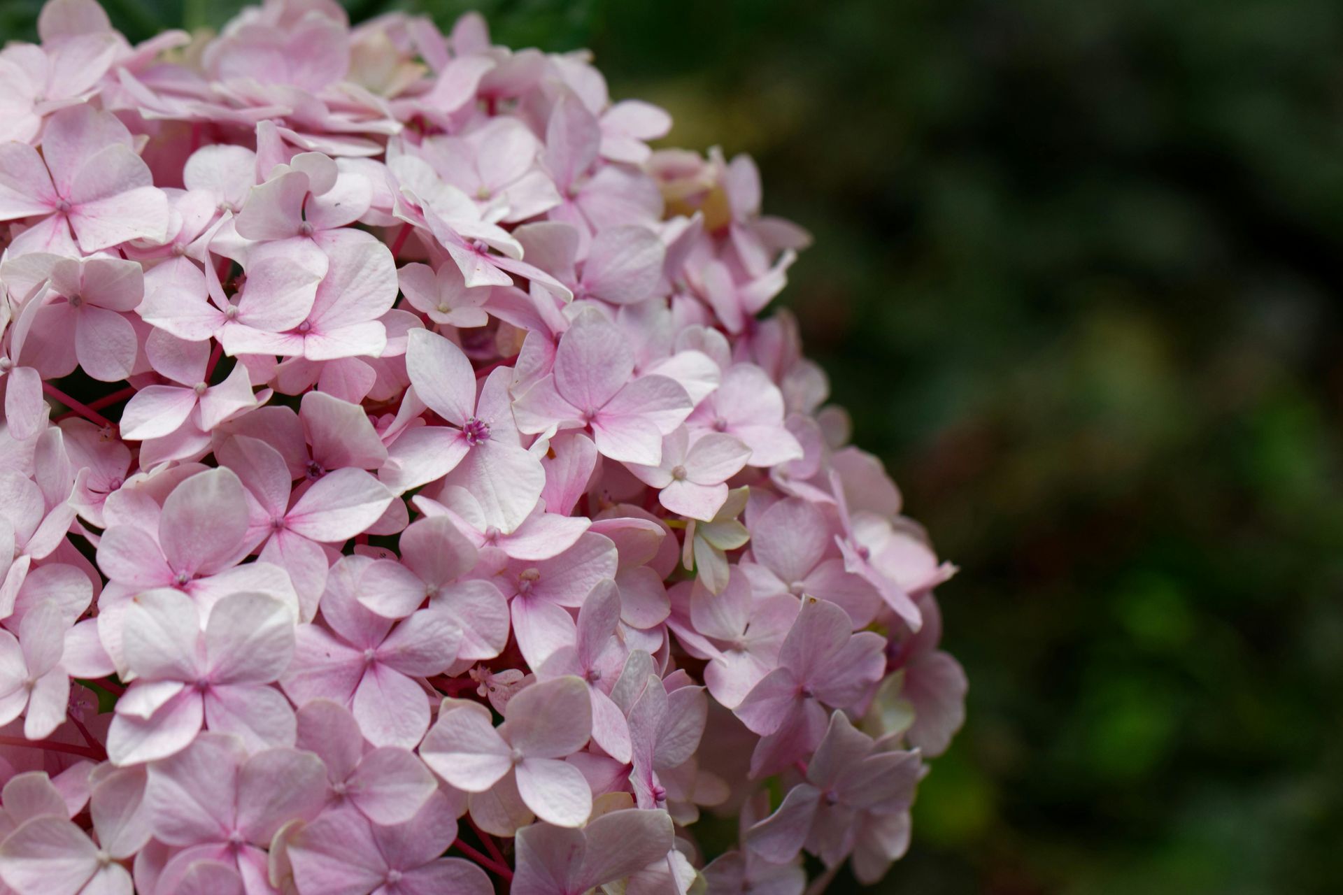 Pink hydrangea direct from farm