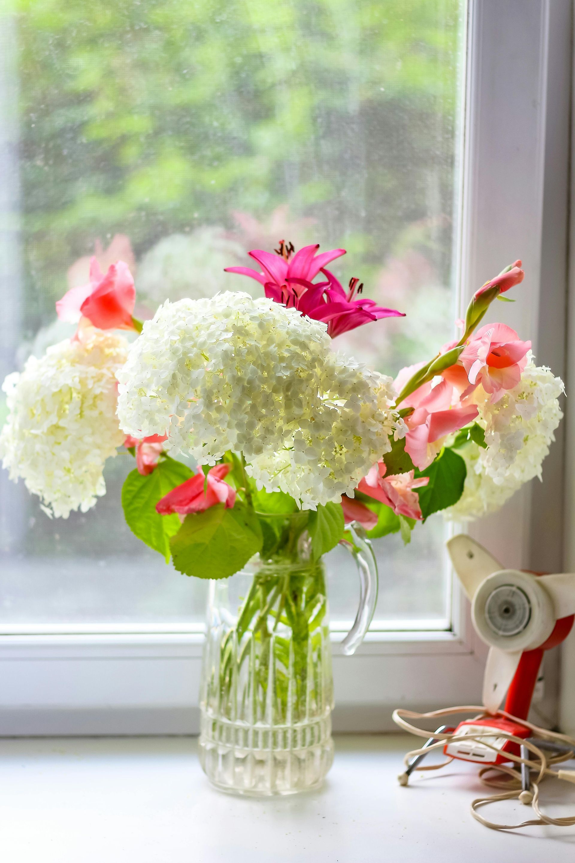 White Hydrangea direct from farm