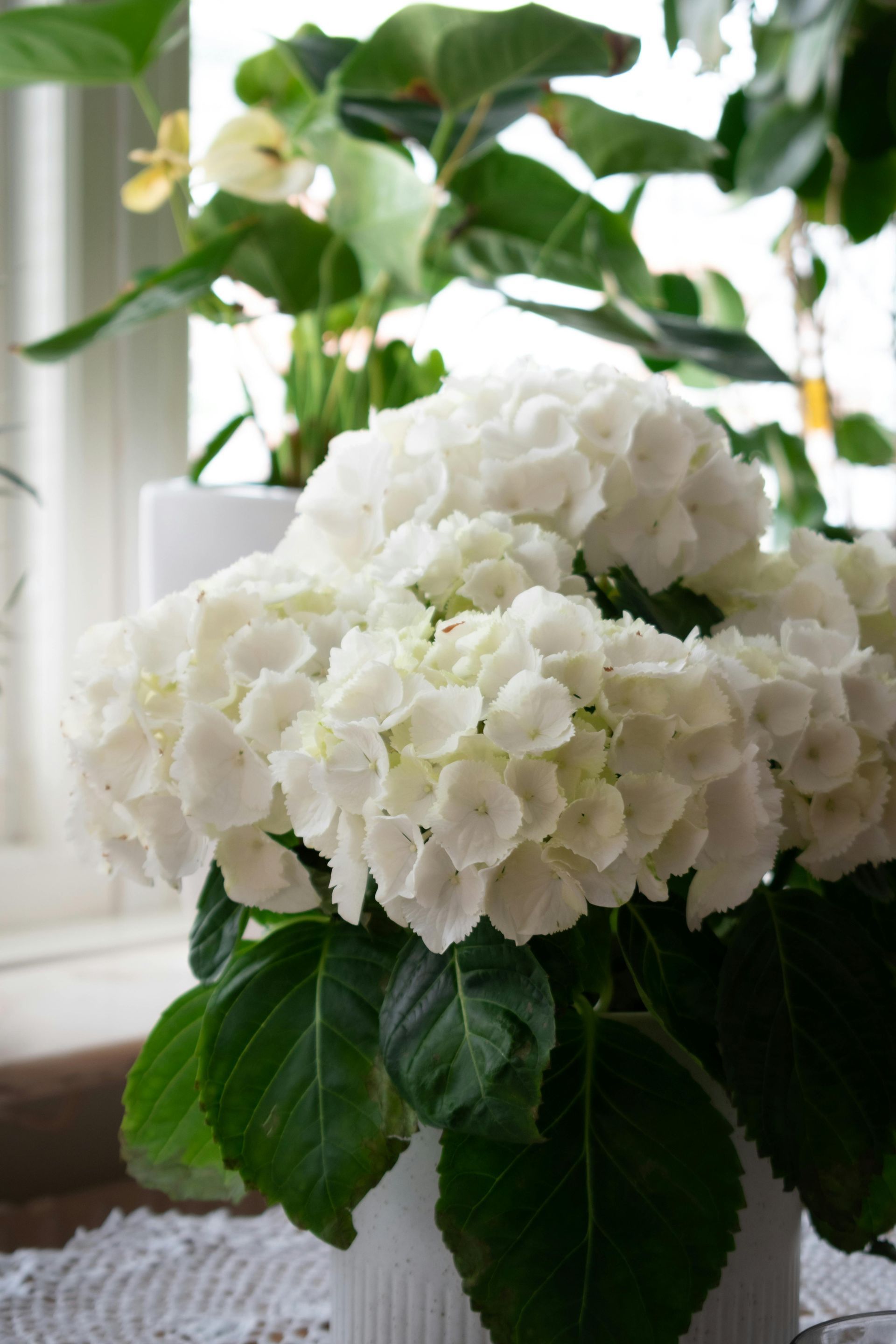 White Hydrangea direct from farm