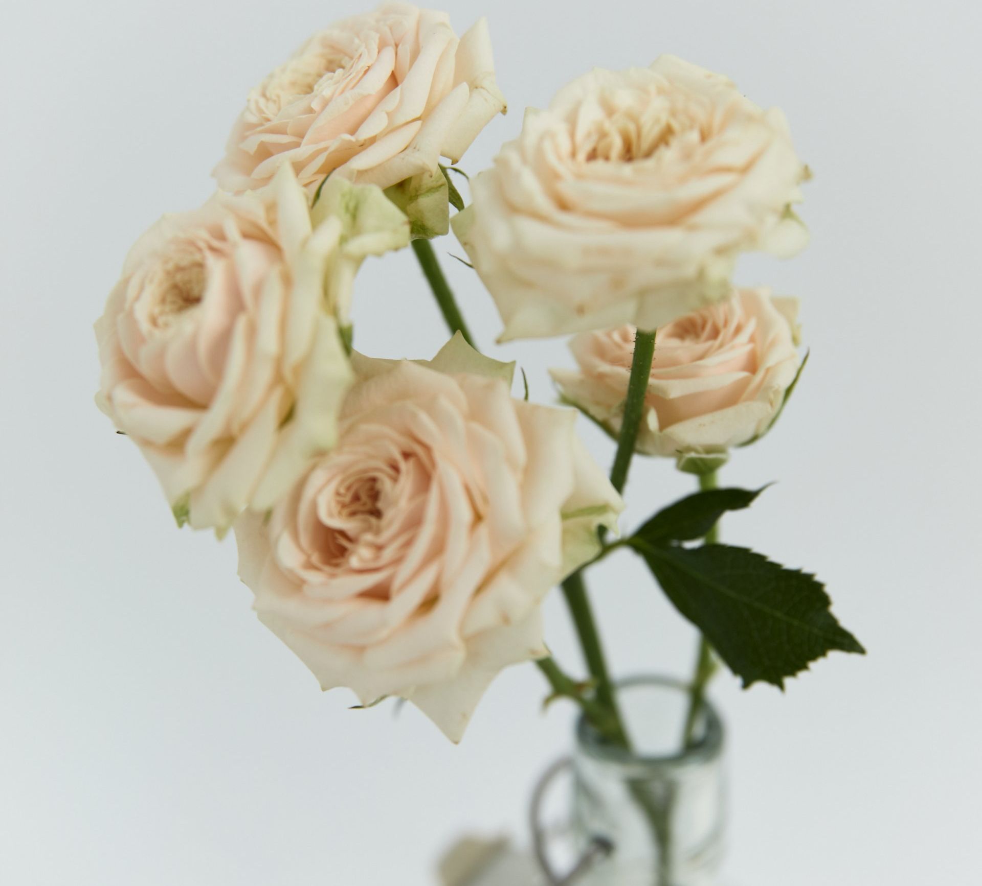 peach ecuadorian spray roses