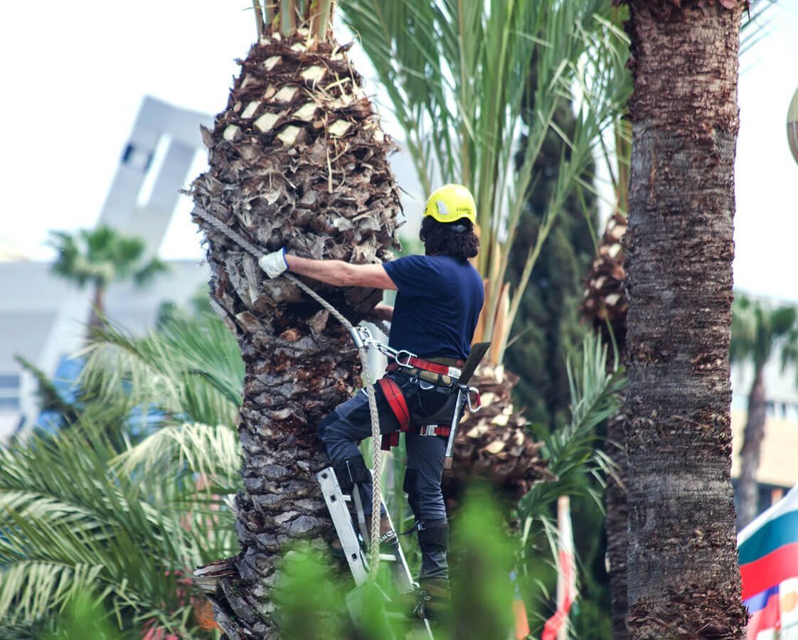 Palm tree trimming services