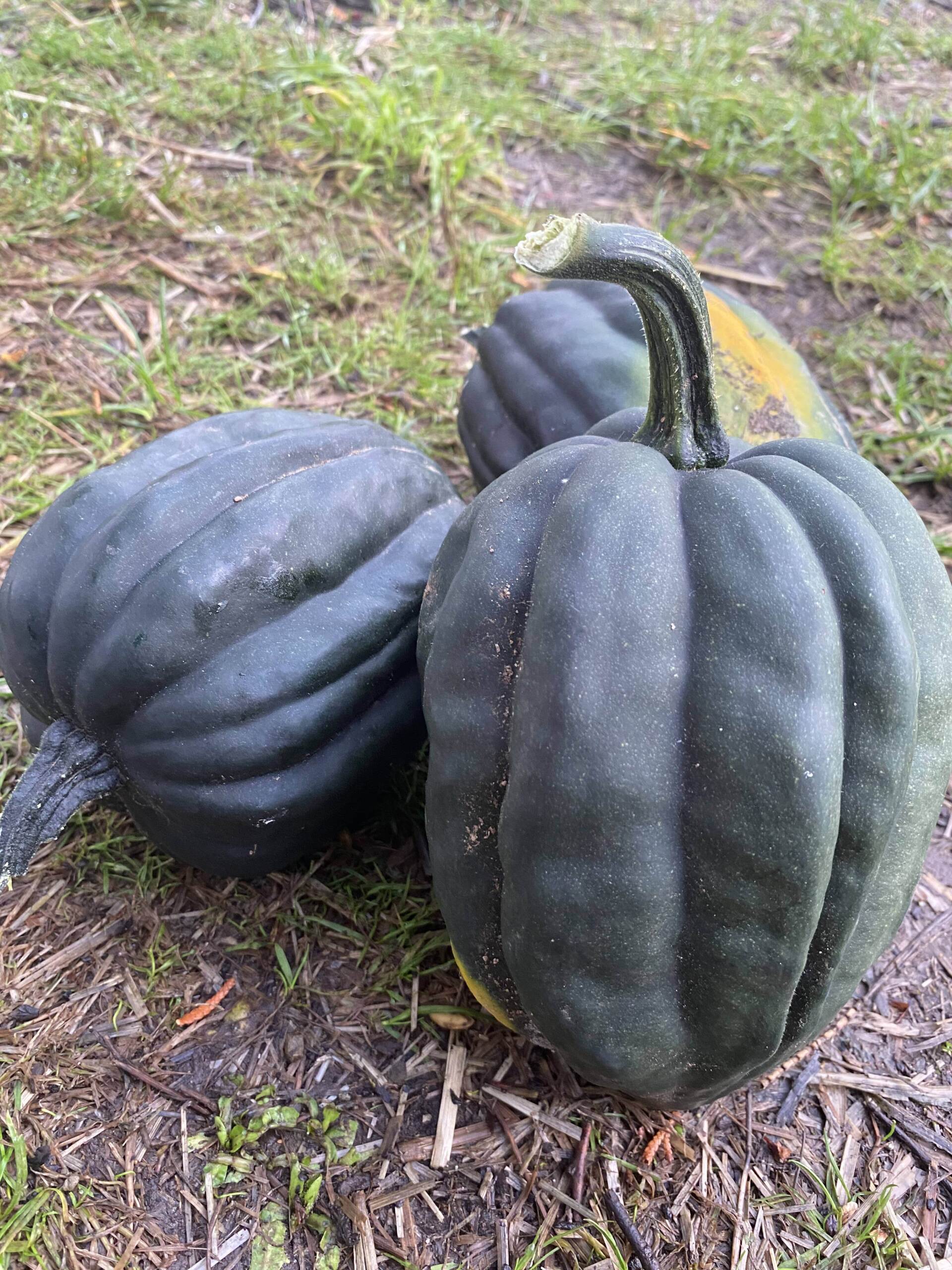 Acorn Squash