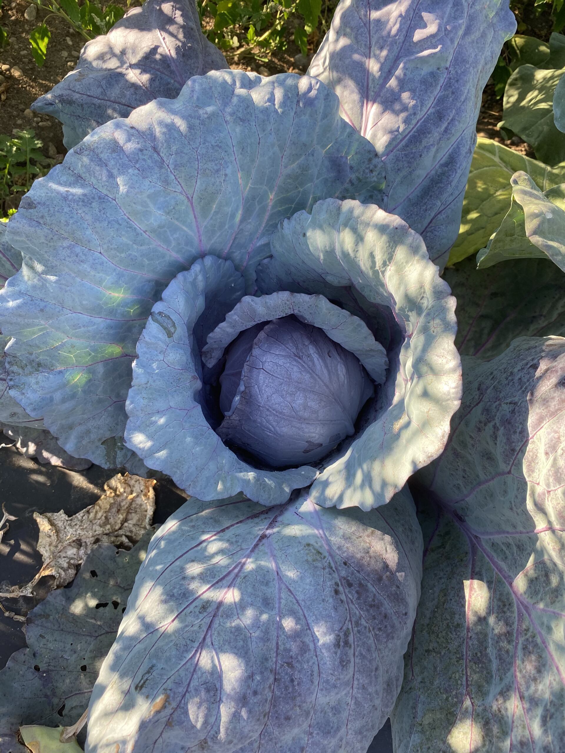 Cabbage
