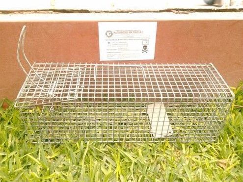 MSJ S.A.C. Control de Plagas