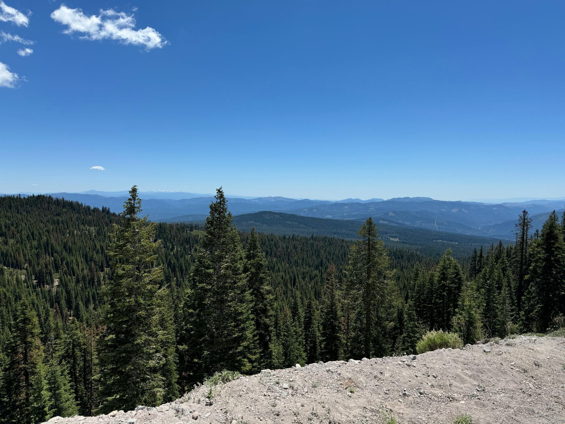 Vast forest of evergreen trees under a bright blue sky, rolling into the distant mountains.
