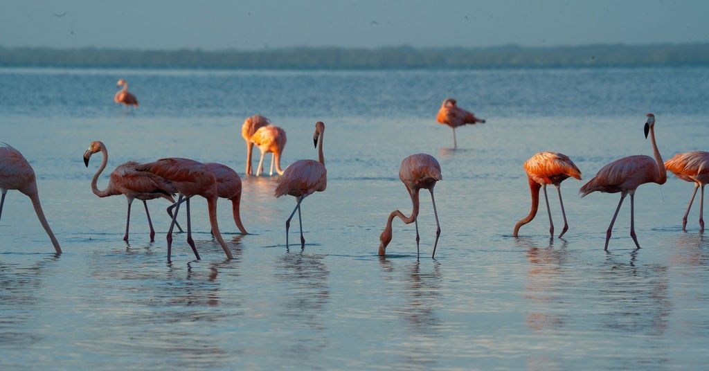 Flamingos wading in shallow water, some with their heads submerged, at sunrise.