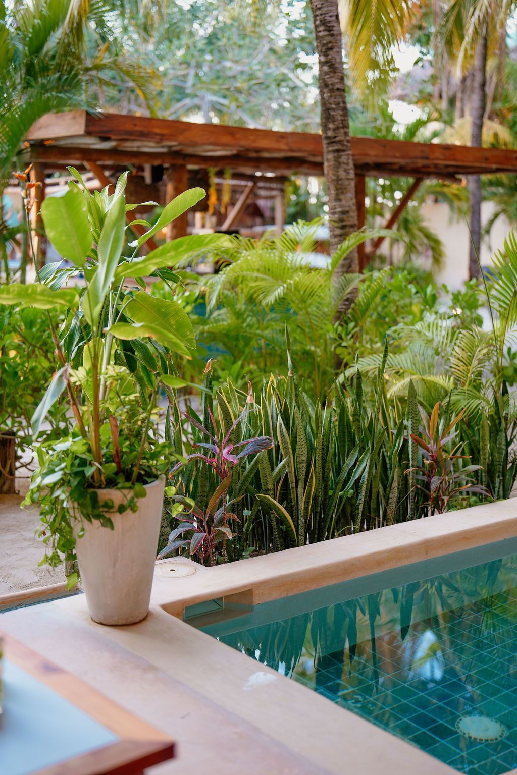 Poolside garden with lush green plants, light-colored planter, and wooden structure in the background.