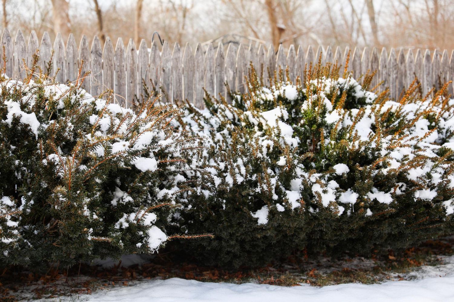 shrubs in winter