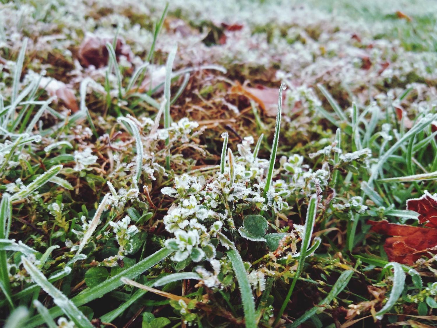 winter weeds