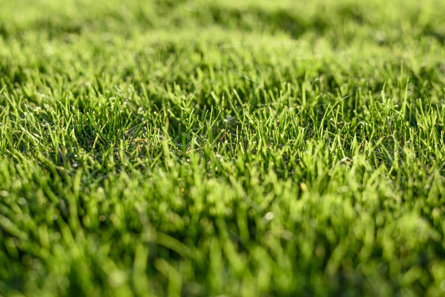 Blog | Lawn Care Services
