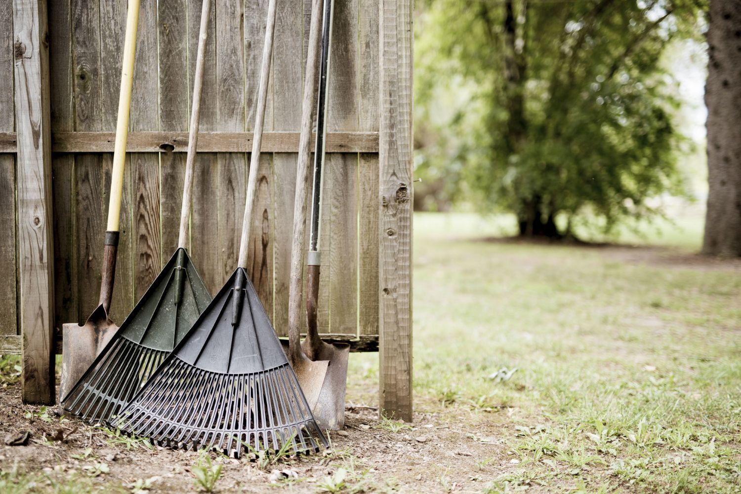 clean yard