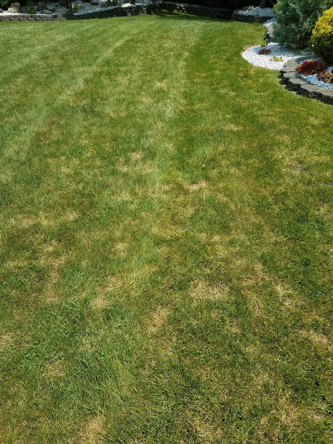 7 Reasons to Aerate & Overseed Your Lawn in New Jersey.