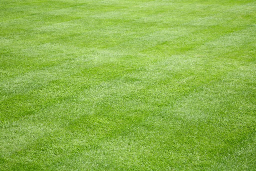 Preparing Your Lawn for the Fall and Winter