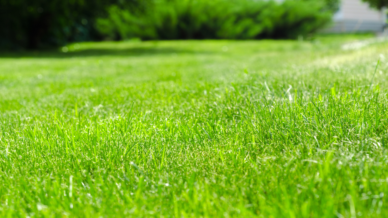 benefits of fertilizing your lawn