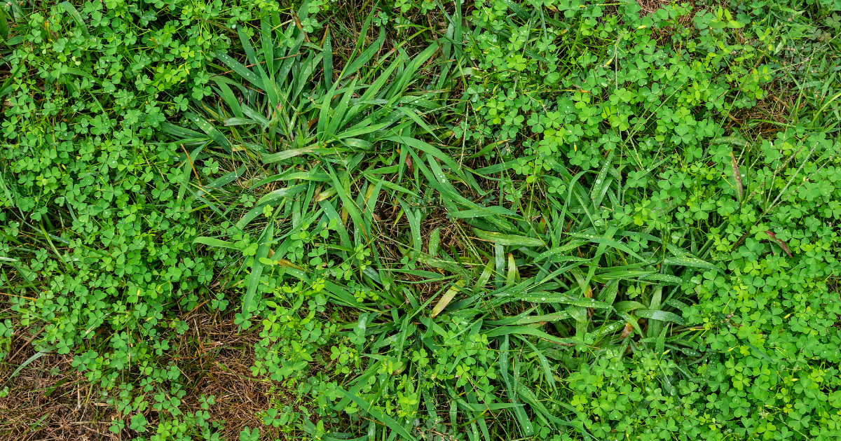 Common Lawn Weeds in New Jersey