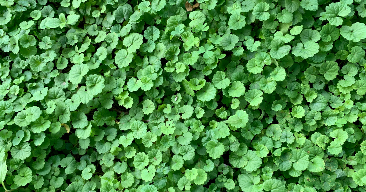 ground ivy weed (creeping charley)