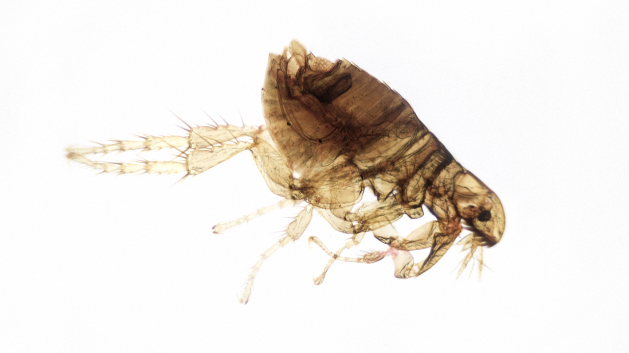 how to control fleas in new jersey