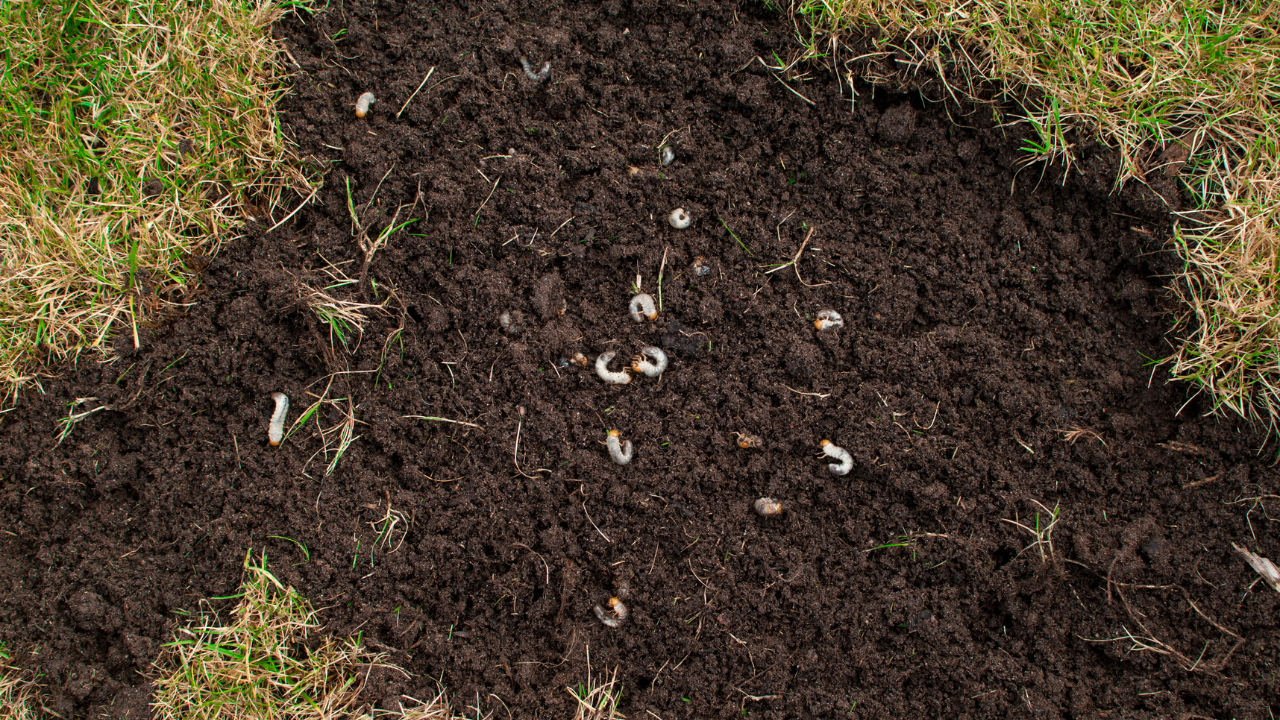 How to Control Lawn Grubs in New Jersey