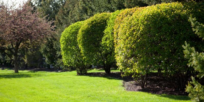 Lawn Tree and Shrub Care