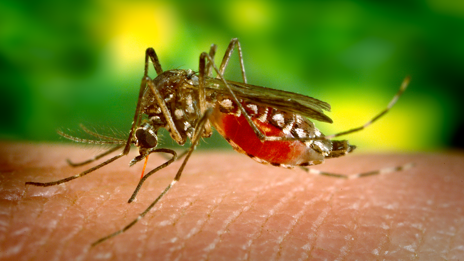 Mosquito Control Service in New Jersey