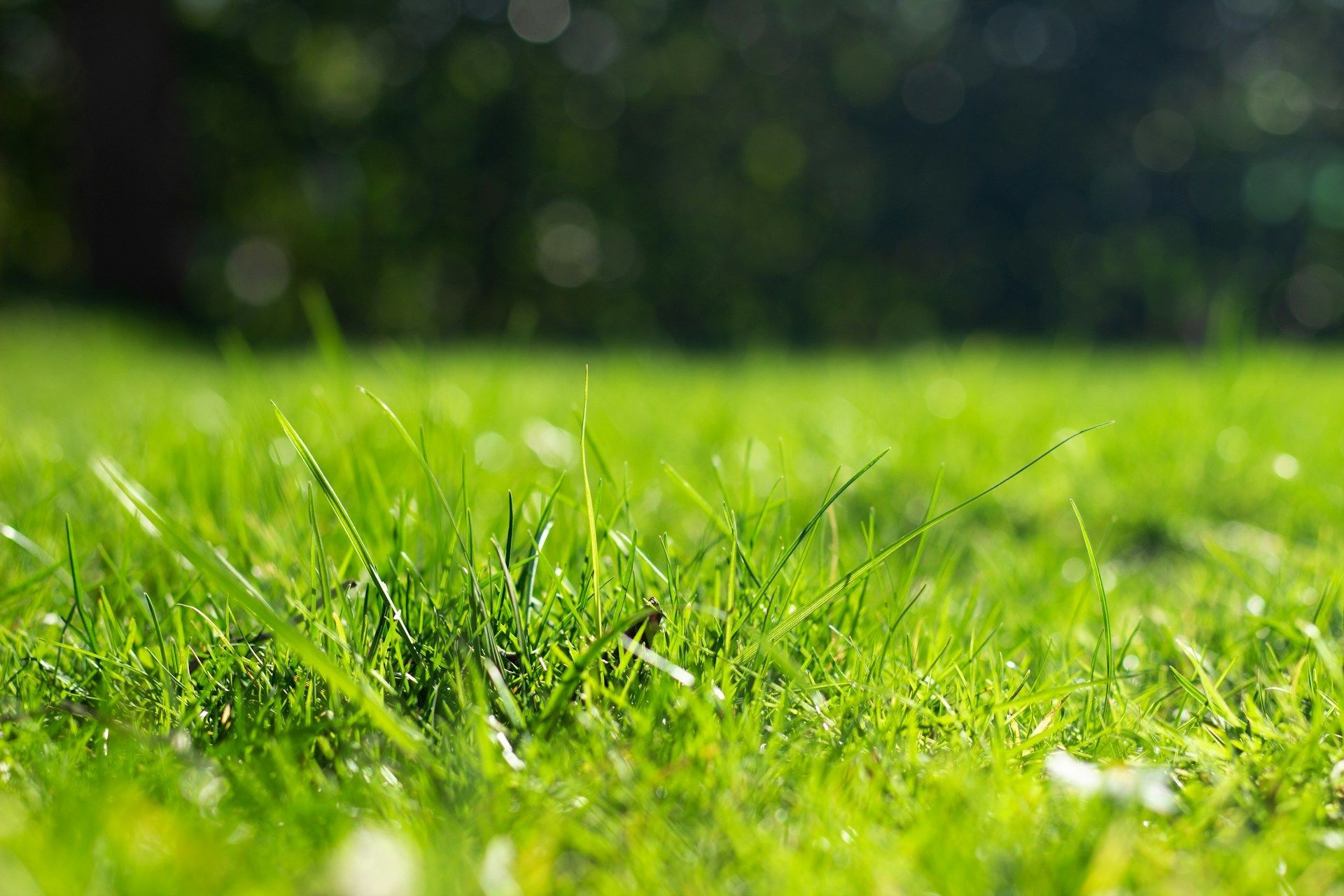 Blog | Lawn Care Services