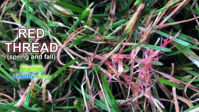Red Thread  Sunday Lawn Care