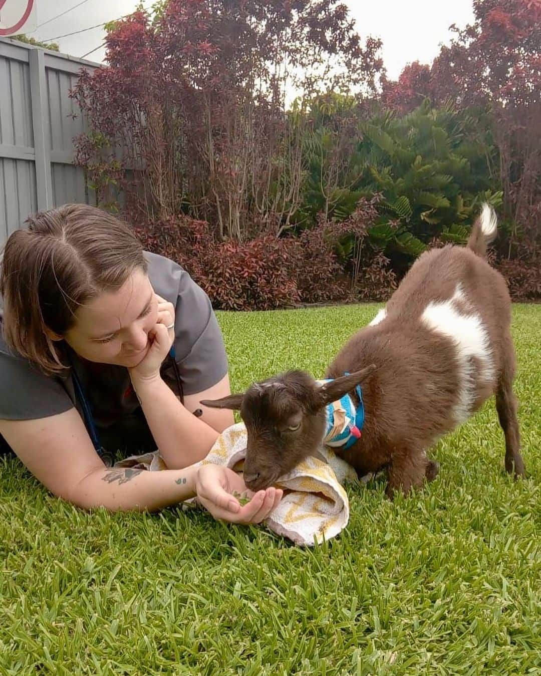 A woman is feeding a small goat in the grass.