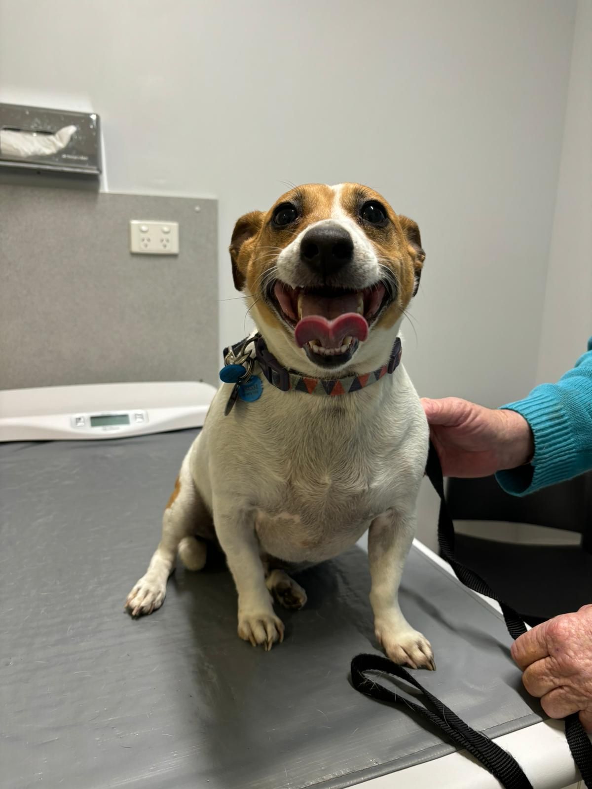 A small dog is sitting on a table with its tongue out.