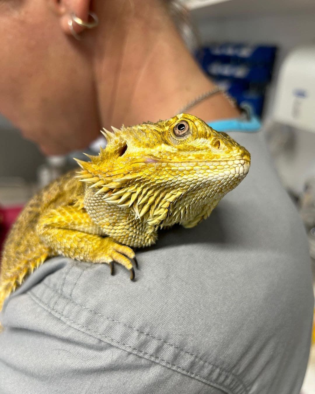 Exotic Pet Vet in Nambour | All Animal Veterinary Services