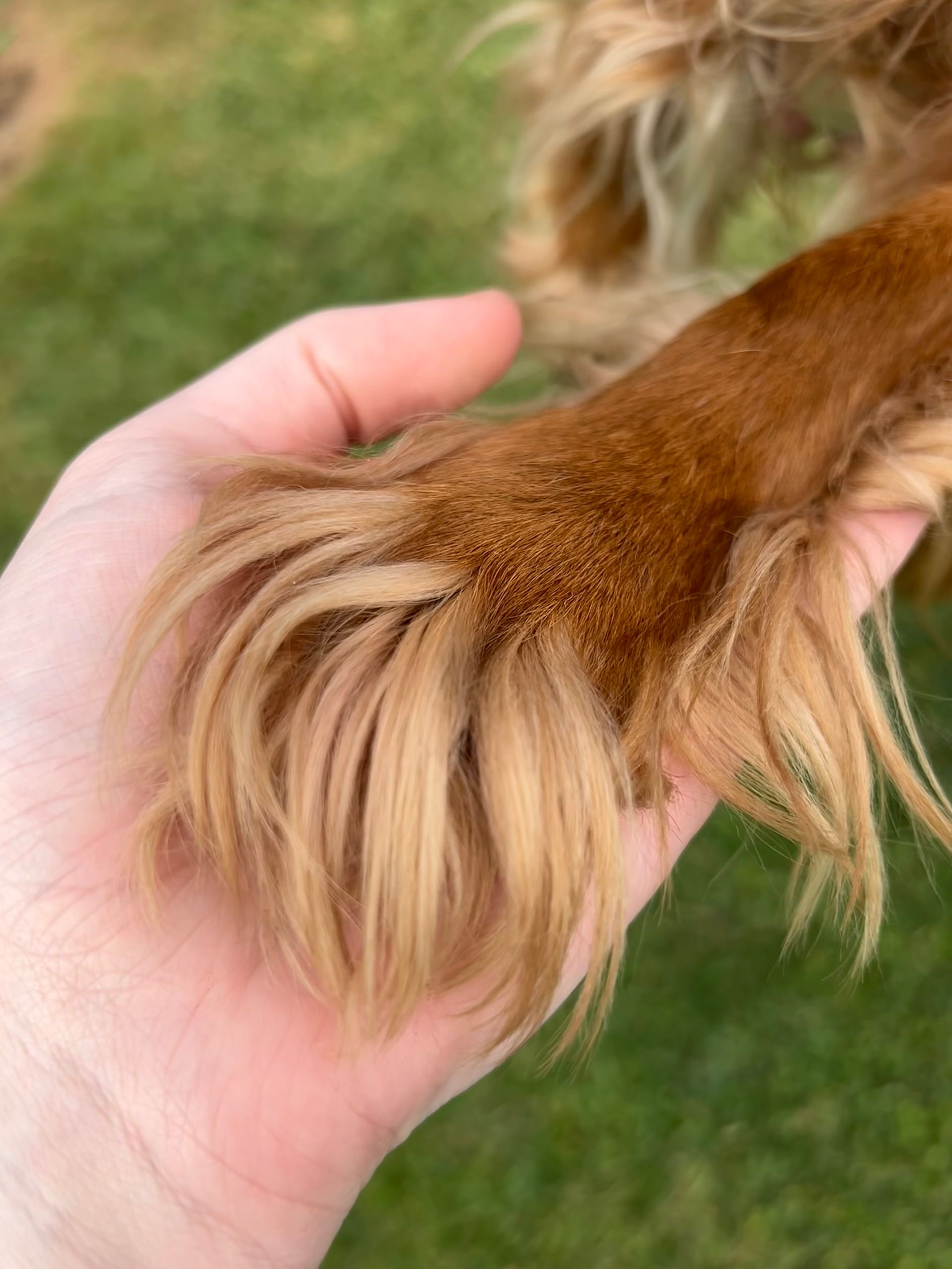 A person is holding a dog 's paw in their hand.