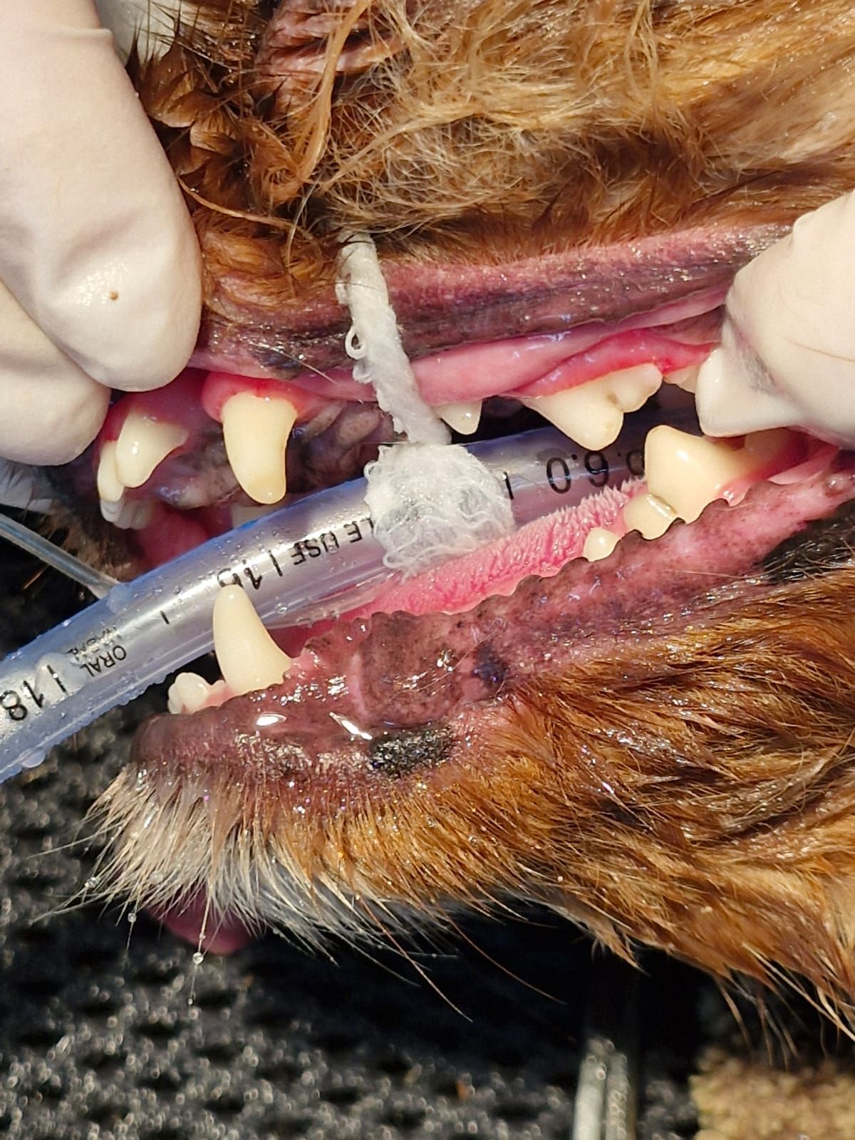 A close up of a dog 's mouth with a syringe in it