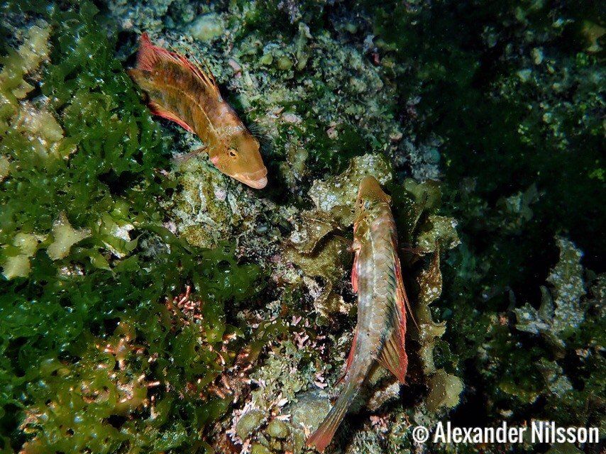Fish buddies on coral Starfish coral photograph freediving Alexander Nilsson. Panglao, Philippines