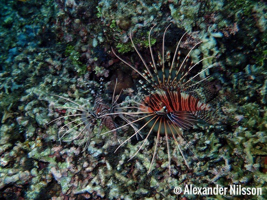 Lion fish coral photograph freediving Alexander Nilsson. Panglao, Philippines