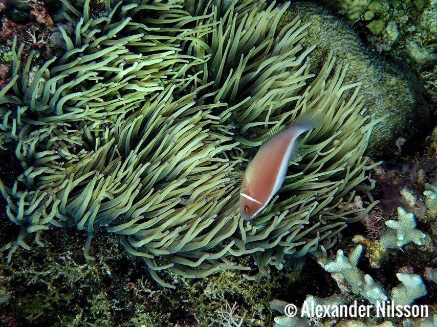 FIsh within anemone coral photograph freediving Alexander Nilsson. Panglao, Philippines