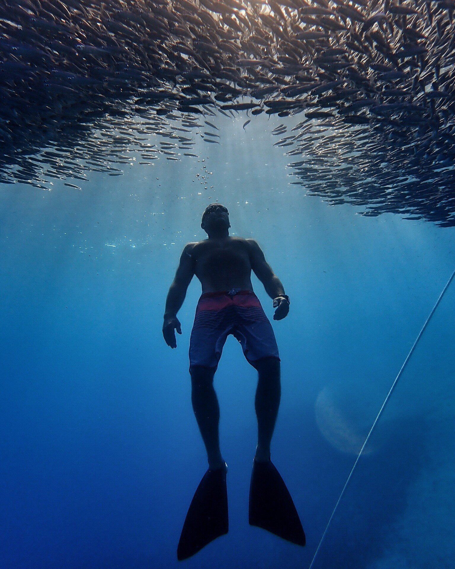 Swimmer ascending under fish. Red Sea, Fgypt.