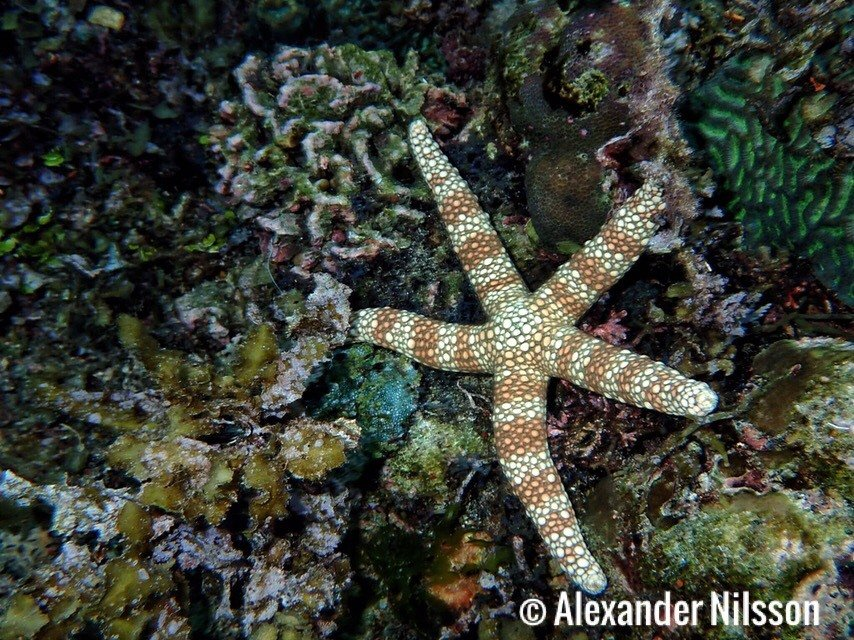 Starfish coral photograph freediving Alexander Nilsson. Panglao, Philippines.